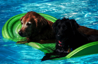 Illustration for article titled Shooting Challenge Pets Gallery 3